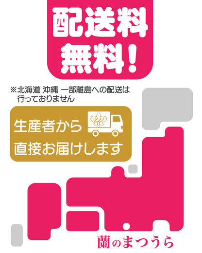 パープルエレガンス３本立ち36輪