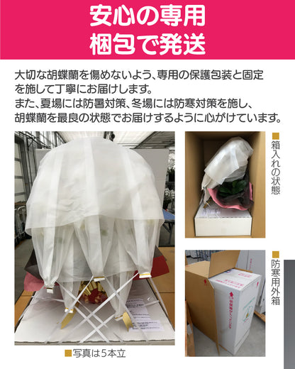 パープルエレガンス３本立ち36輪